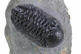 Detailed Austerops Trilobite - Ofaten, Morocco #359607-3